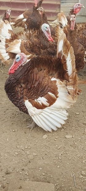 Screenshot_20251212_181405_Gallery - Curci red bourbon!