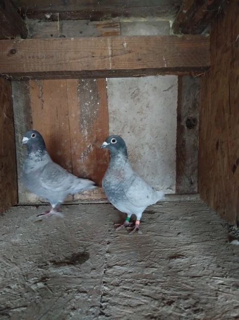  - Matca Porumbei 2026 culori rare