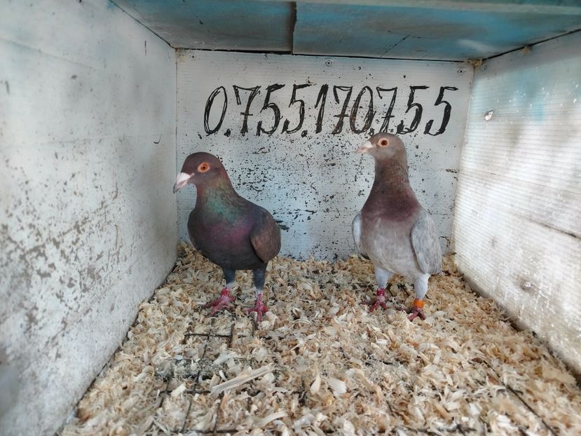  - Matca Porumbei 2026 culori rare