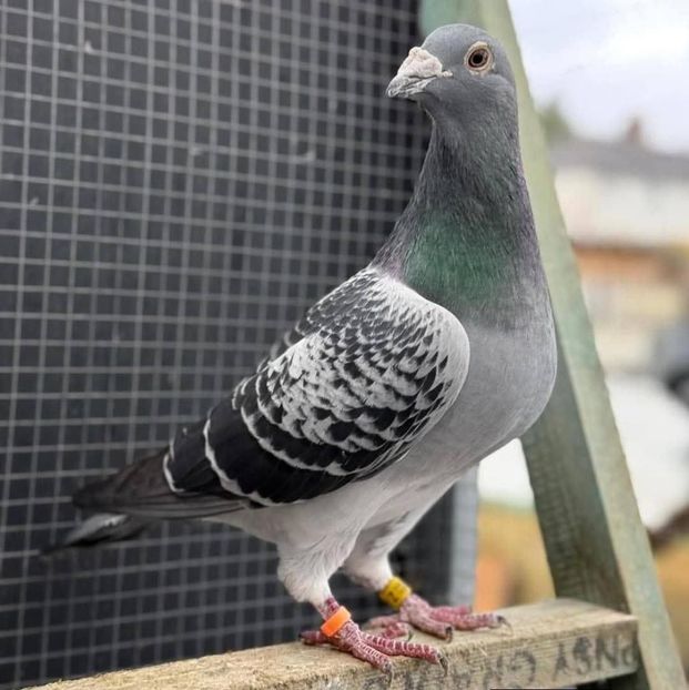  - Nu îmi aparțin 11