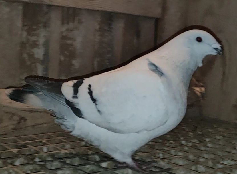 11 - c- MLODE 2025 YOUTH