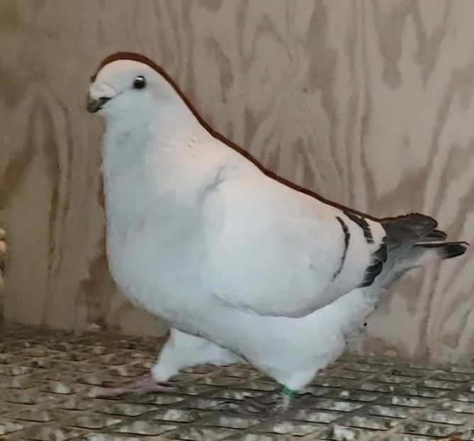 11 - c- MLODE 2025 YOUTH