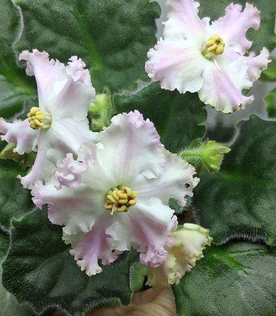  - LE Kiss of an Angel