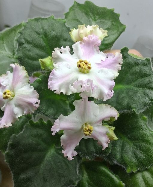  - LE Kiss of an Angel