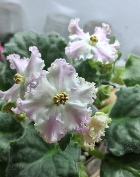  - LE Kiss of an Angel