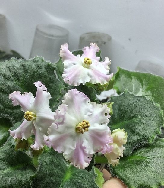  - LE Kiss of an Angel