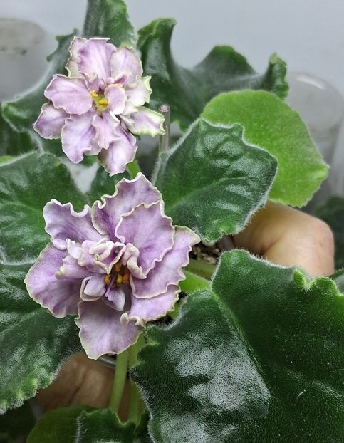  - AV Damasskaya Rosa