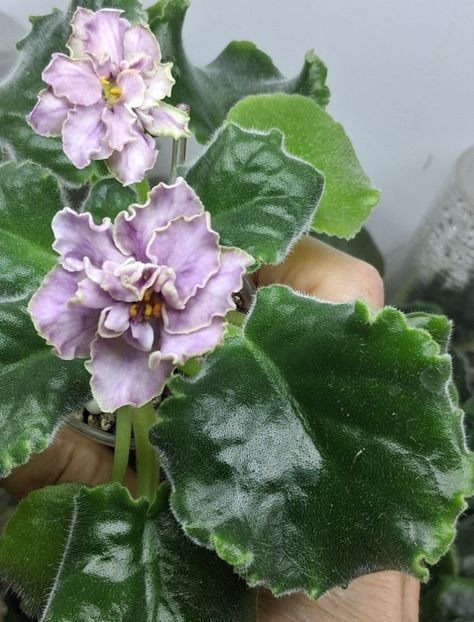  - AV Damasskaya Rosa