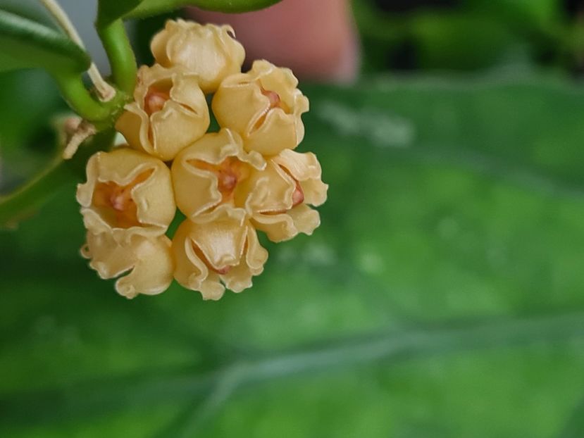  - heuscheliana yellow