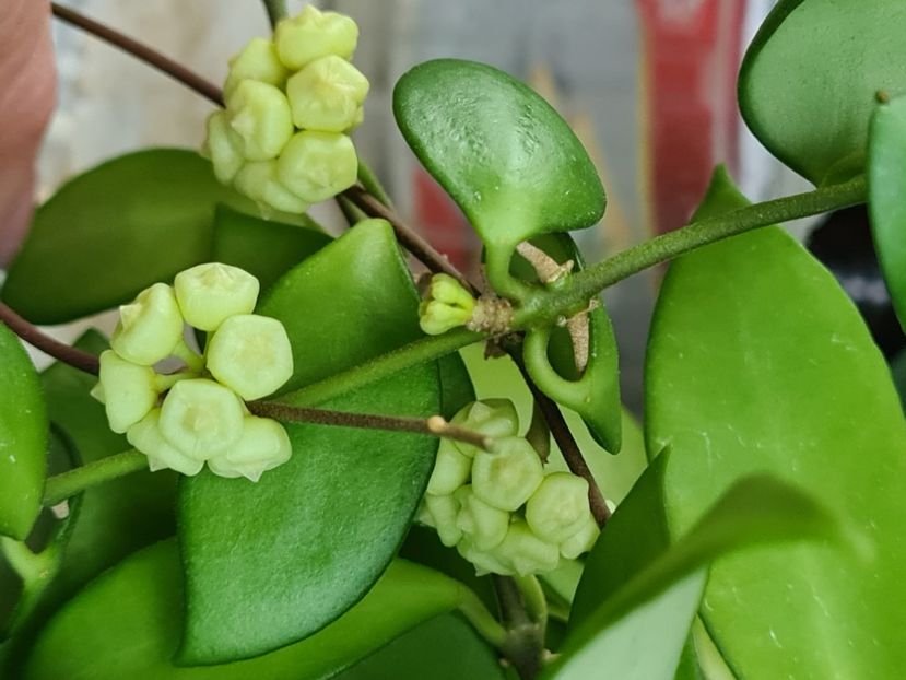  - Davidcummingii yellow