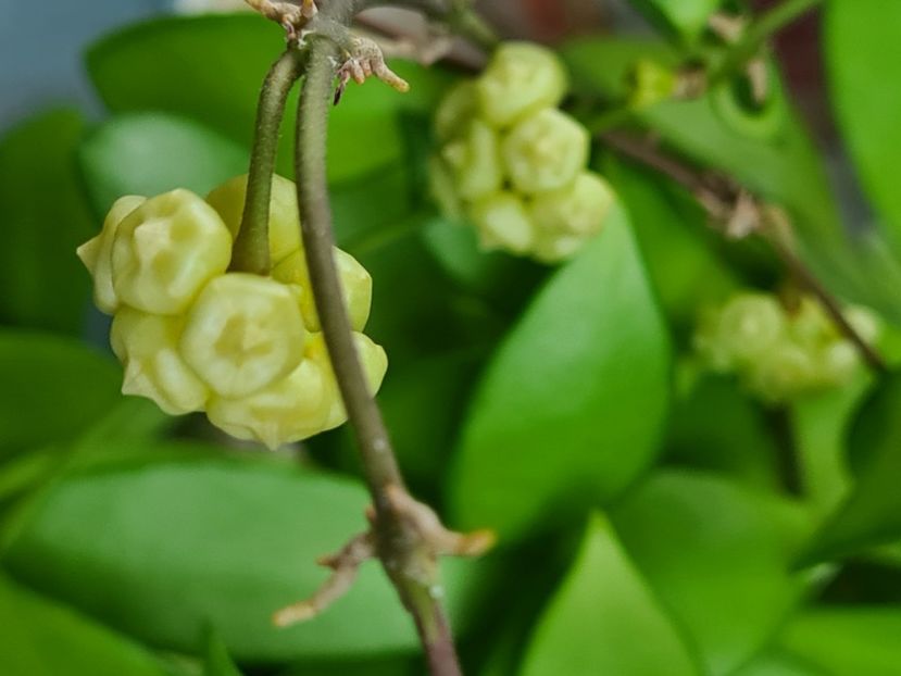  - Davidcummingii yellow