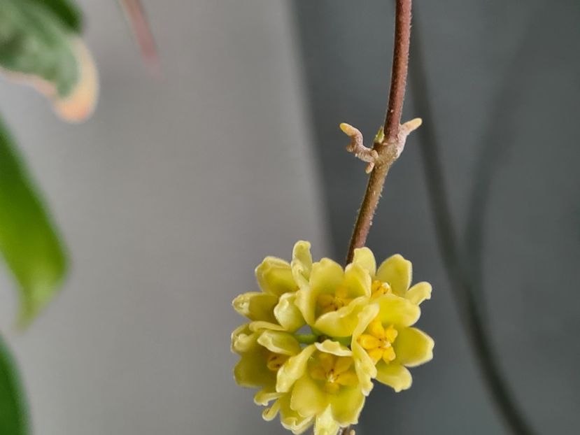  - Davidcummingii yellow