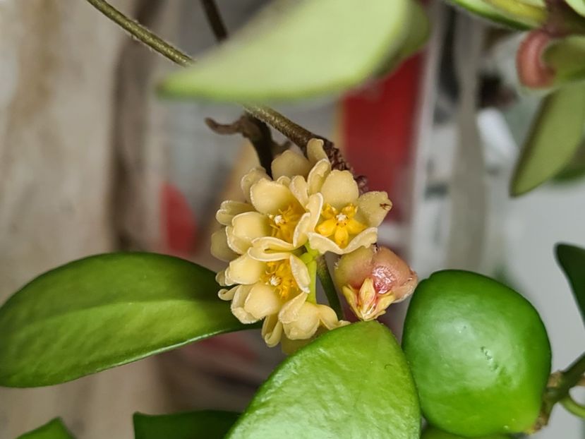  - Davidcummingii yellow