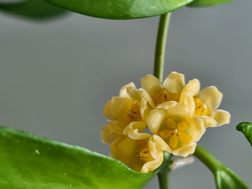  - Davidcummingii yellow