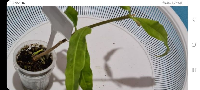 Screenshot_20251213_075658_Chrome - Amrita