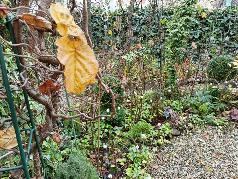  - Grădina 2025 continuare 6