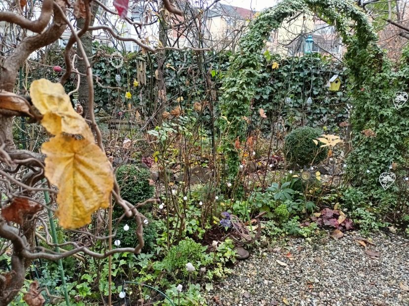  - Grădina 2025 continuare 6