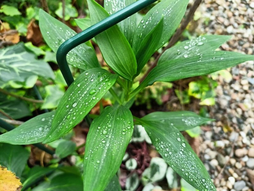 Alstroemeria - Grădina 2025 continuare 6