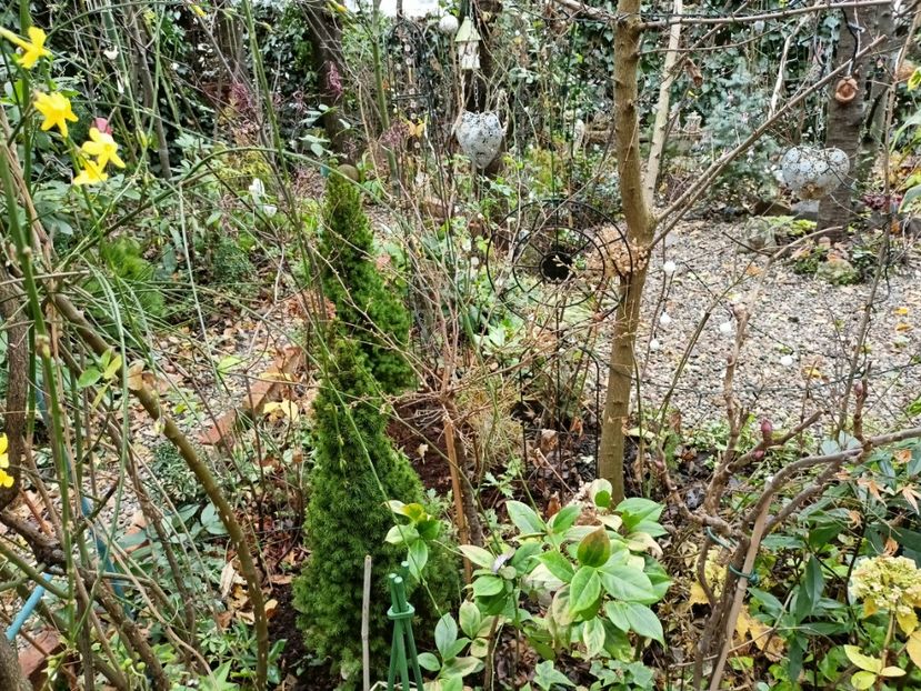  - Grădina 2025 continuare 6