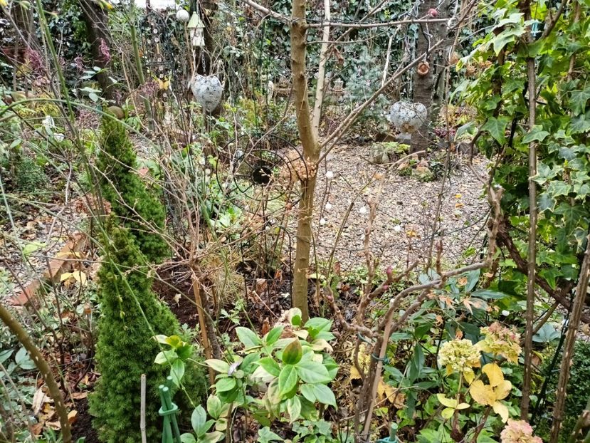  - Grădina 2025 continuare 6