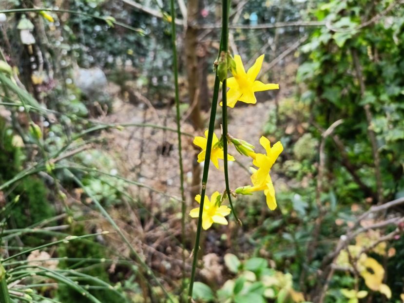  - Grădina 2025 continuare 6