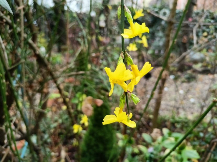  - Grădina 2025 continuare 6