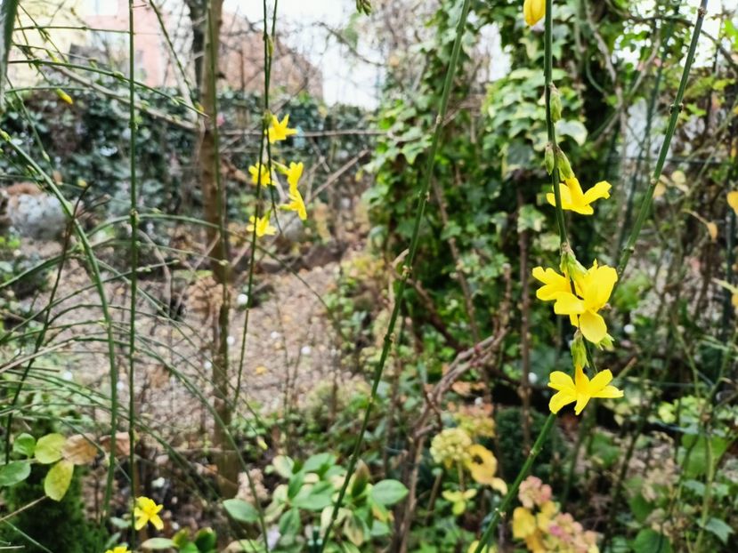  - Grădina 2025 continuare 6