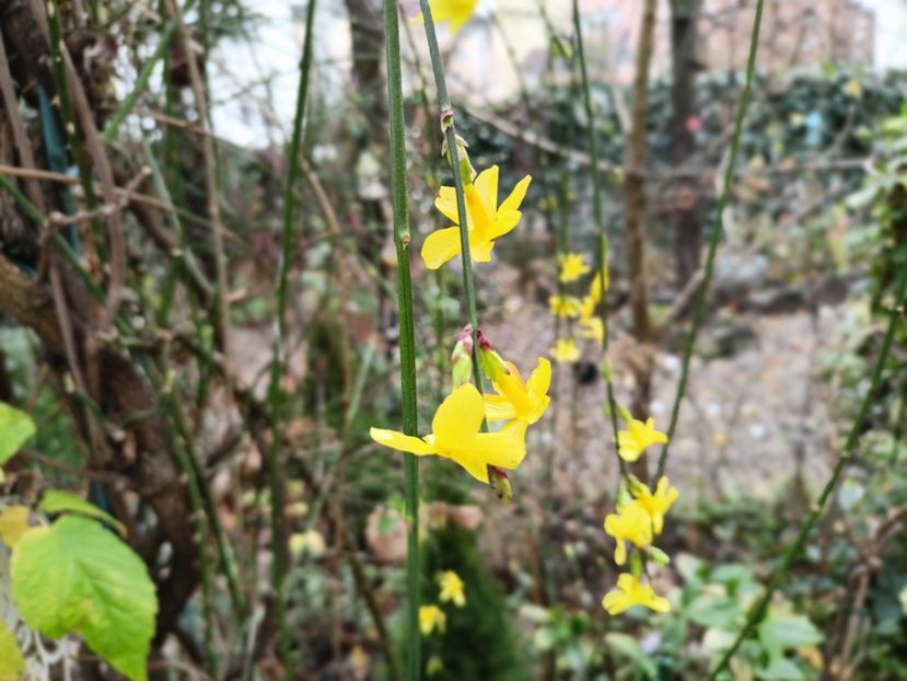  - Grădina 2025 continuare 6