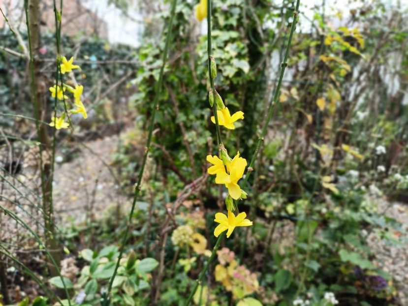  - Grădina 2025 continuare 6