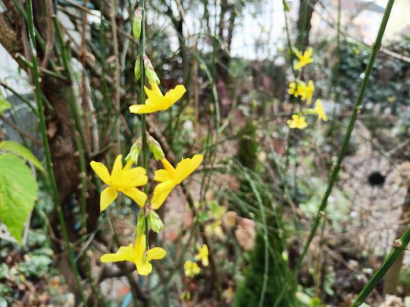  - Grădina 2025 continuare 6