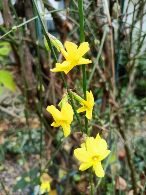  - Grădina 2025 continuare 6