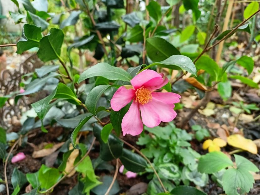  - Grădina 2025 continuare 6