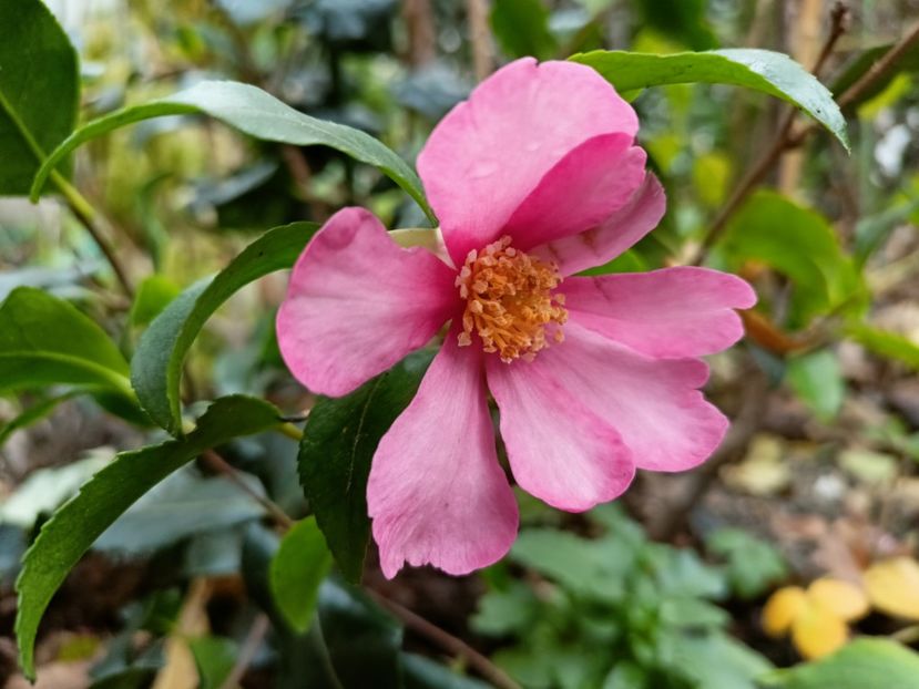  - Grădina 2025 continuare 6