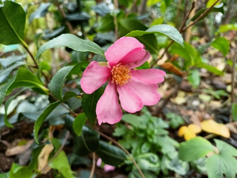  - Grădina 2025 continuare 6