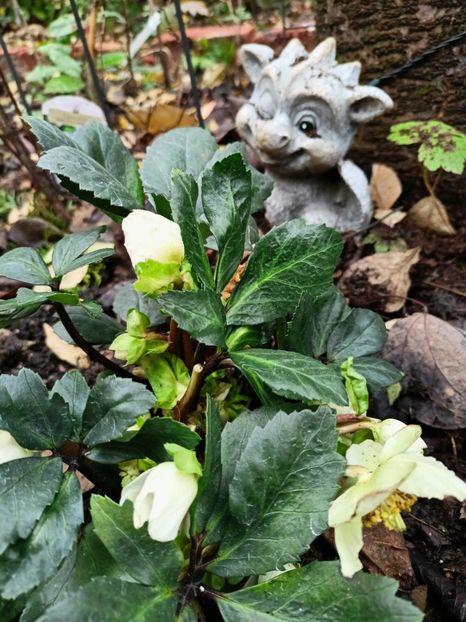  - Grădina 2025 continuare 6