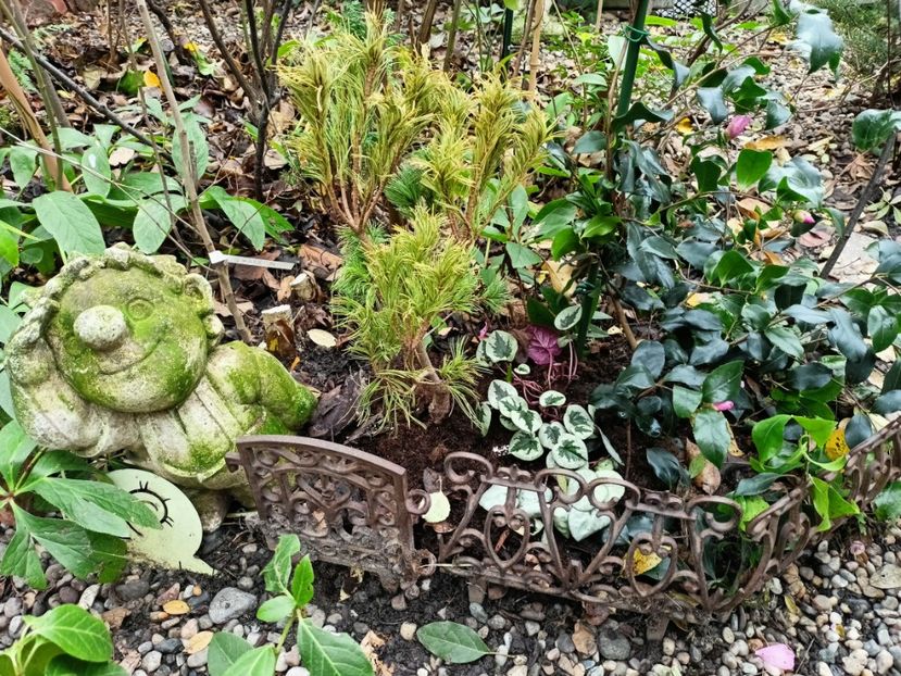  - Grădina 2025 continuare 6