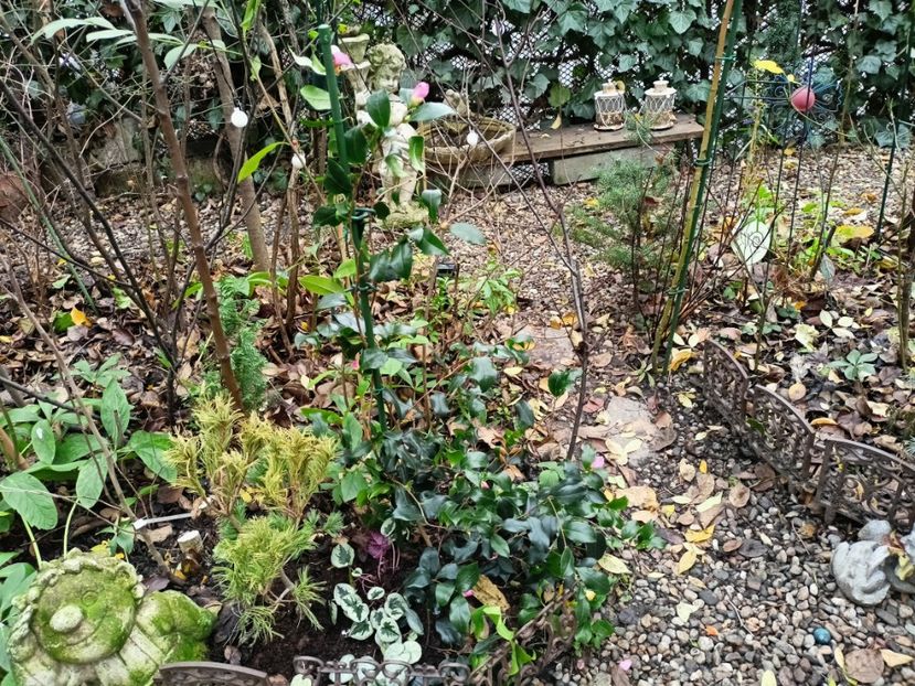  - Grădina 2025 continuare 6