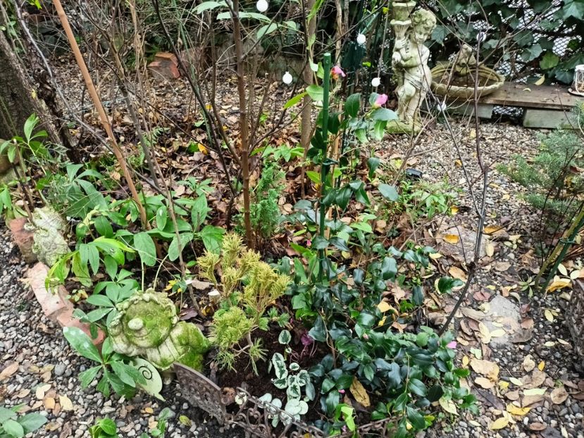  - Grădina 2025 continuare 6