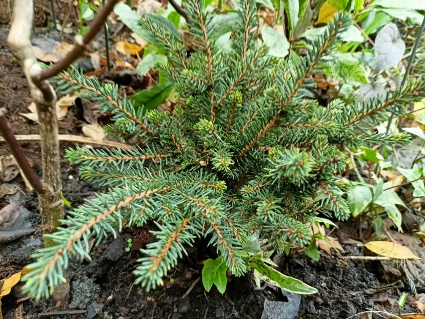 Picea omorika Karel - Grădina 2025 continuare 6