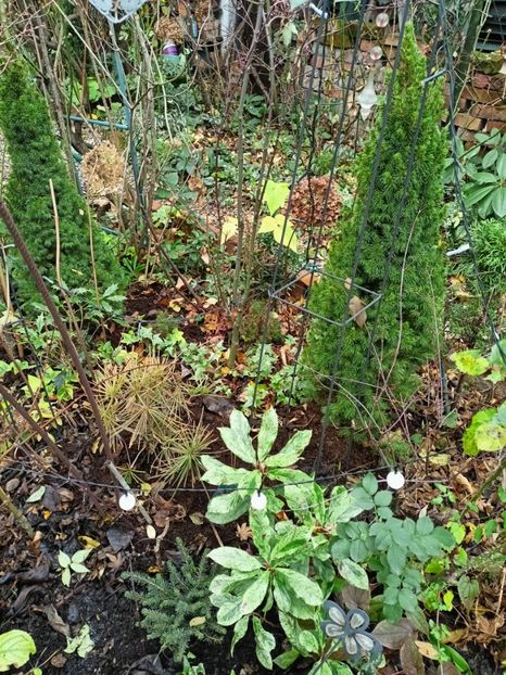  - Grădina 2025 continuare 6