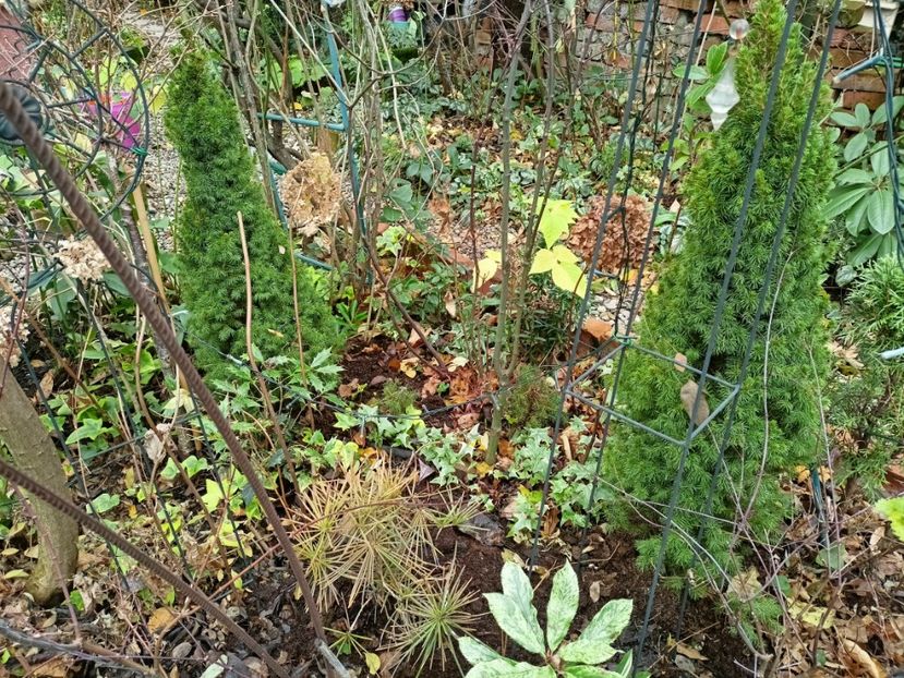 Picea glauca Conica - Grădina 2025 continuare 6