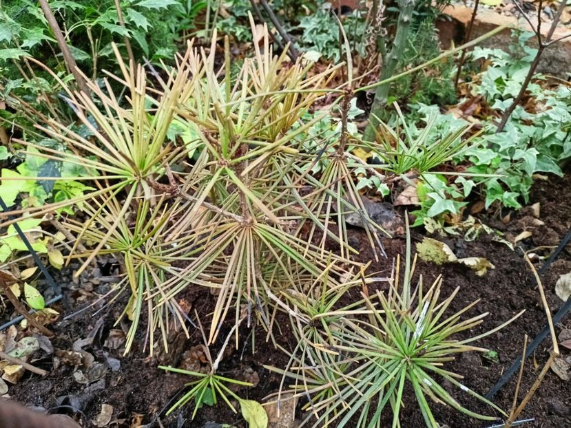  - Grădina 2025 continuare 6