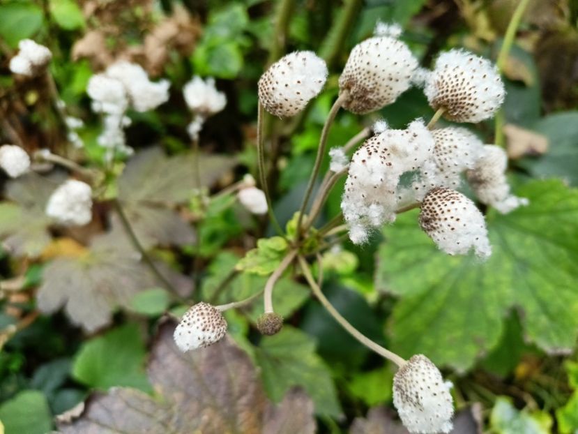  - Grădina 2025 continuare 6