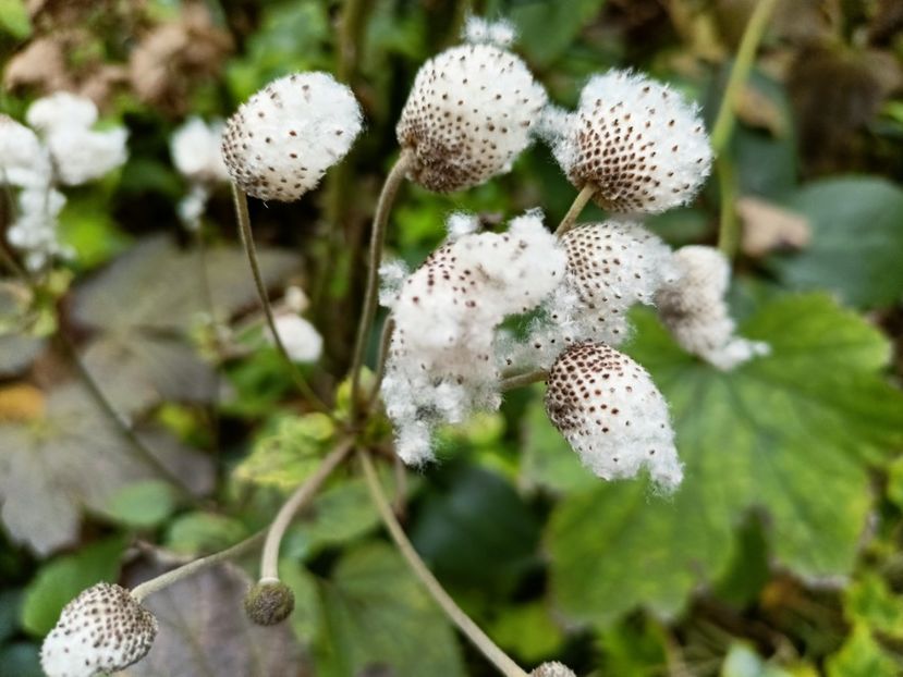  - Grădina 2025 continuare 6