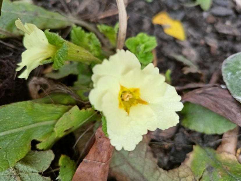  - Grădina 2025 continuare 6