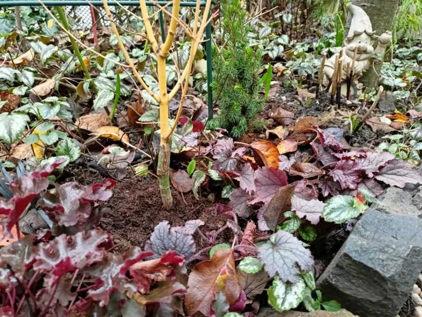  - Grădina 2025 continuare 6