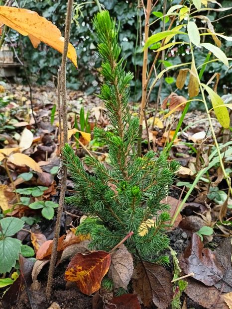 Picea Daisy White - Grădina 2025 continuare 6