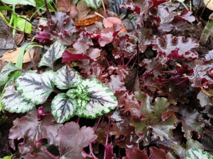  - Grădina 2025 continuare 6