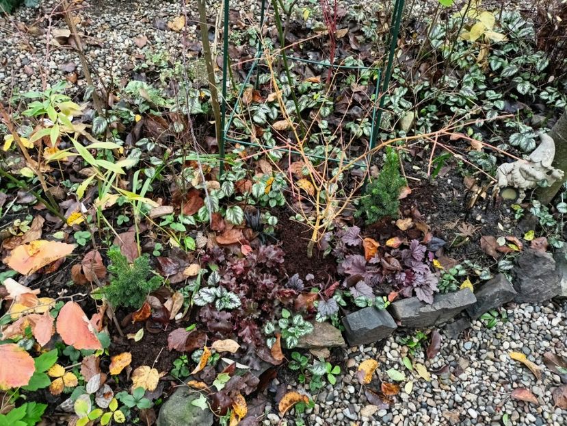  - Grădina 2025 continuare 6