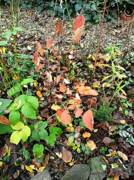  - Grădina 2025 continuare 6